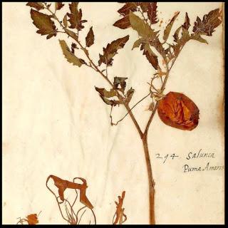 Herbarium: The Quest... (a book review & more)