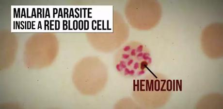 How an Ancient Remedy Became a Modern Cure for Malaria