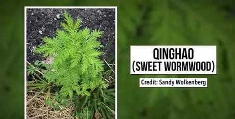 How an Ancient Remedy Became a Modern Cure for Malaria