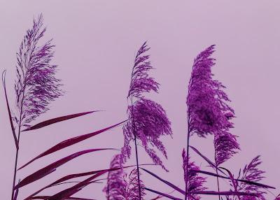 Purple dialectics, the urban pastoral [Matisse]