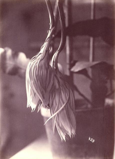 Early photography: Night-Blooming Cereus, Closed after Blooming