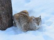 Lynxes Ranua