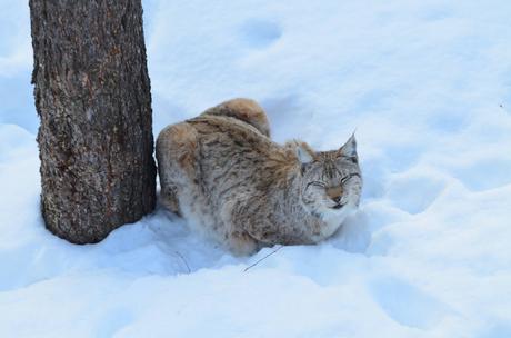 Two new lynxes for Ranua Zoo