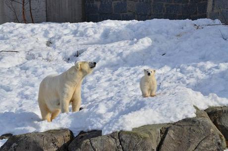 New polar bear for Ranua Zoo Wildlife Park