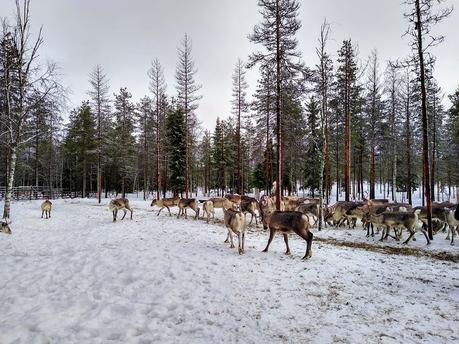 Plus 10 interesting facts about Finnish Lapland