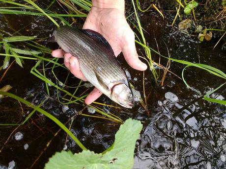 Grayling fly fishing in Ranua