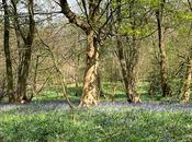 Wander Through Bluebells