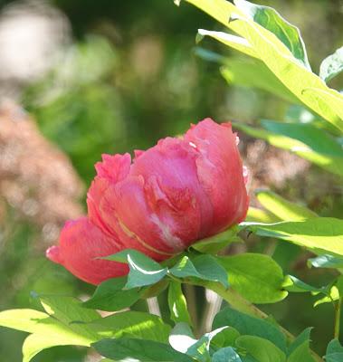Tree Peonies--Be Still My Heart