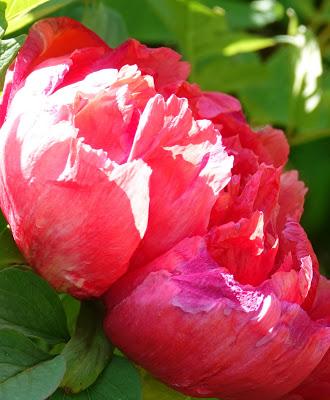 Tree Peonies--Be Still My Heart