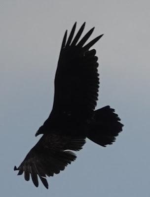 Black or Turkey? Vulture, That Is