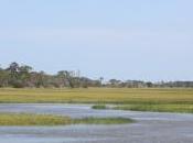 Salt Marsh Haiku
