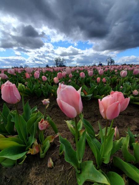 WoodenShoe Tulip Farm – Woodburn, Oregon