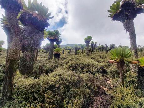 Out of my element: climbing Mount Elgon