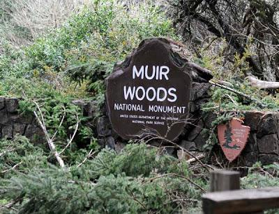 MUIR WOODS: California's Tallest Trees by Caroline Arnold at The Intrepid Tourist