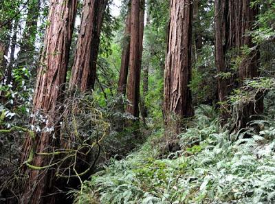 MUIR WOODS: California's Tallest Trees by Caroline Arnold at The Intrepid Tourist