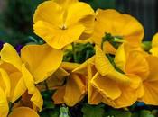 Yellow, White, Red, Purple, Green