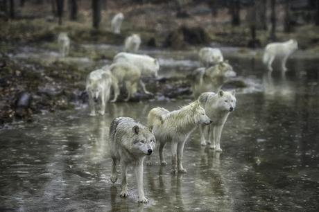 wolves under threat by mankind !!