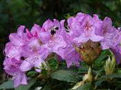 More Spring Beauties