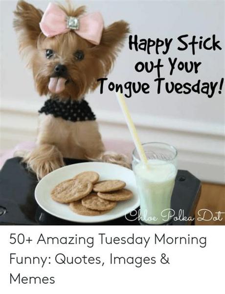 See more ideas about tuesday, tuesday quotes, tuesday humor. Tuesday Morning Meme Funny - Funny PNG