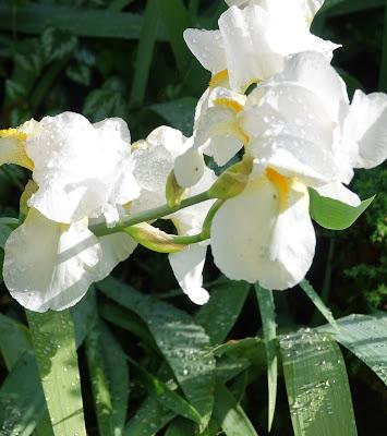White Irises