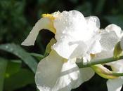 White Irises