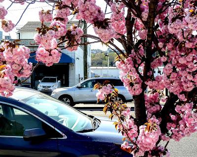 Friday Fotos: Hoboken Spring [Hallucinated City]