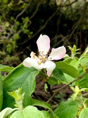 Tree Following - blossom