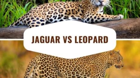 The Difference Between Jaguar vs Leopard – Honest Comparisons