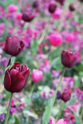 Photograph showing detail of the flower bed. A purple tulip is in the foreground. Behind it are the blurred images of other flowers in similar colours.