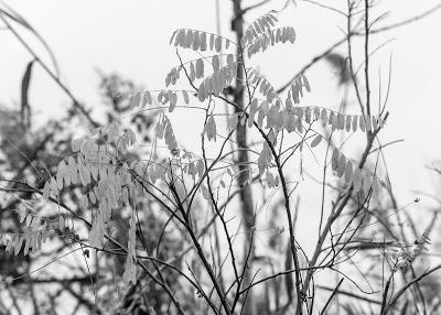 Branches, twigs, and leaves