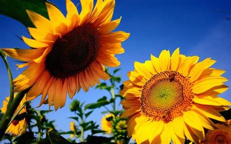 Animated images for desktop background. sunflowers background hd - HD Desktop Wallpapers | 4k HD