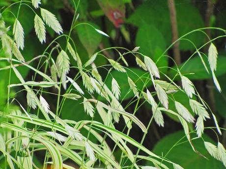 My favorite new plant of 2012 - Northern Sea Oats 'River Mist'