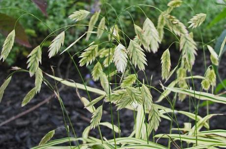 My favorite new plant of 2012 - Northern Sea Oats 'River Mist'