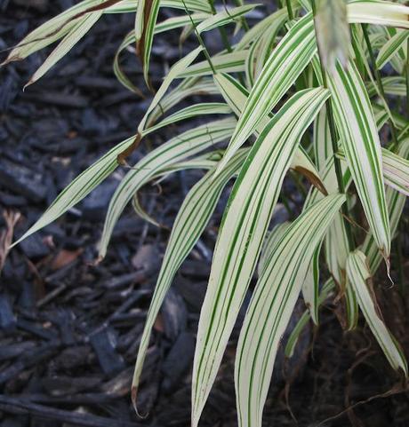 My favorite new plant of 2012 - Northern Sea Oats 'River Mist'