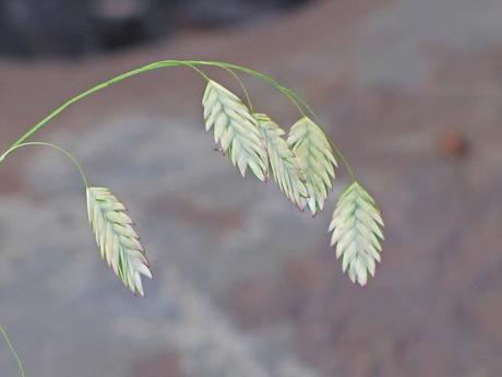 My favorite new plant of 2012 - Northern Sea Oats 'River Mist'