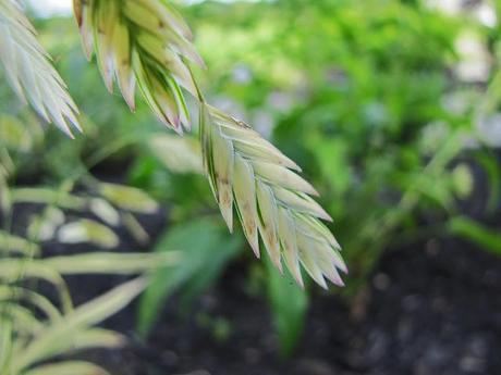 My favorite new plant of 2012 - Northern Sea Oats 'River Mist'