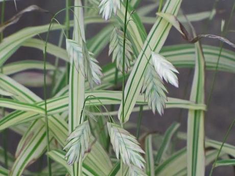 My favorite new plant of 2012 - Northern Sea Oats 'River Mist'