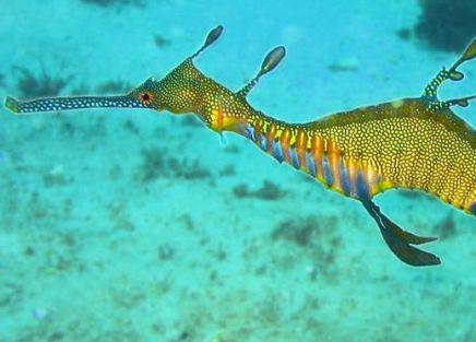 Weedy Sea Dragon (Photo by Richard Ling/Creative Commons via Wikimedia)
