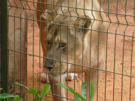 Lioness (Public Domain Image)