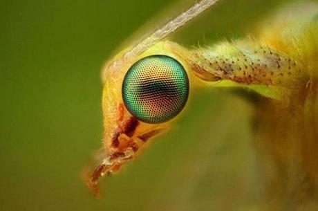 Dusan Beno – Insect Eye Photography