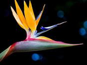 Bird Paradise Without Wings