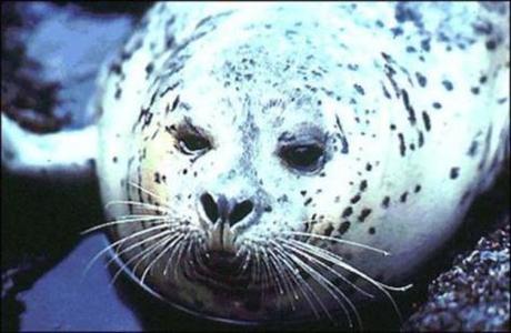 Harbor Seal (Public Domain Image)