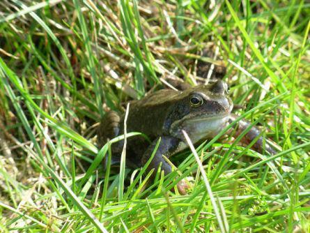 Common Grass Frog