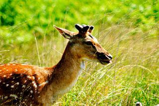 The Best Picnic Spots in London