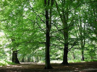 The Best Picnic Spots in London