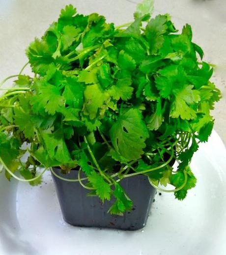 ingredient spotlight: cilantro