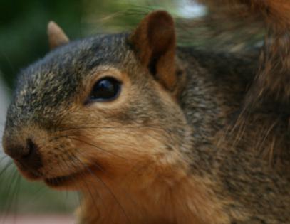 Squirrel (Photo by Cody Hough/Creative Commons via Wikimedia)