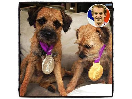 Andy Murray’s Dogs Wear His Olympic Medals