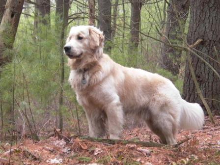 Golden Retriever (Photo by Edward/Creative Commons via Wikimedia)