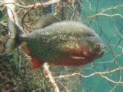 Piranha Found Europe Near Illegal Border Crossing Point